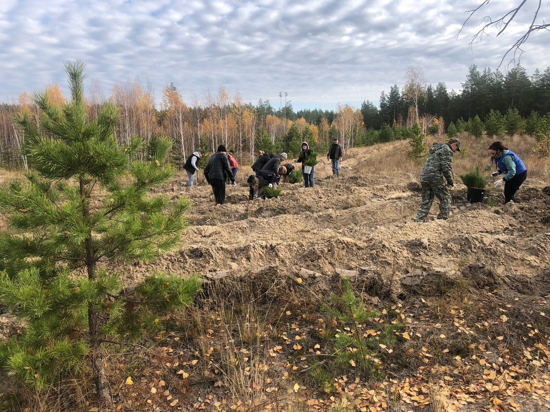 Посадка сосен в Курганской области