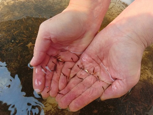 Выпуск личинок щуки в Рыбинское водохранилище